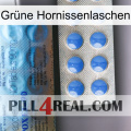 Grüne Hornissenlaschen 40